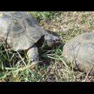 Zwei Exemplare der griechischen Landschildkröte